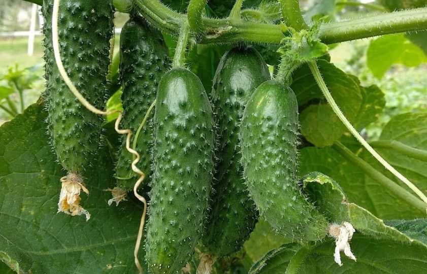 Почему теперь советую посадить этот сорт огурцов всем своим друзьям: Огурец, который приятно удивил!
