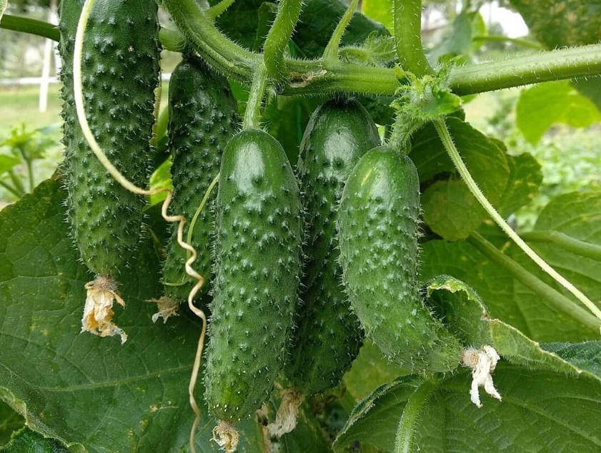 Мамлюк. Почему теперь советую всем только этот сорт огурцов: Огурец, который приятно удивил!