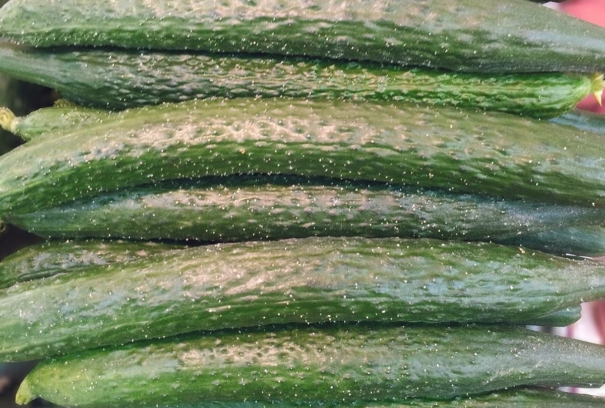 Китайский фермерский. Фото автора. Почему теперь советую всем только этот сорт огурцов: Огурец, который приятно удивил!