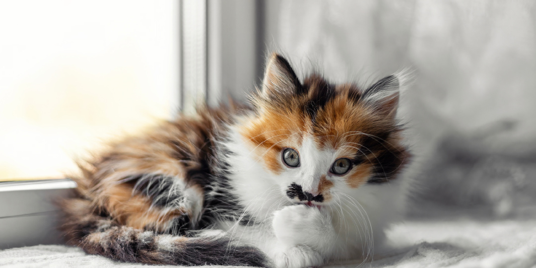 Маленькая радость