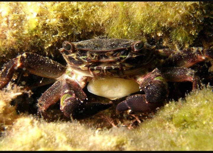 Фото с сайта meeresschule-pula.com