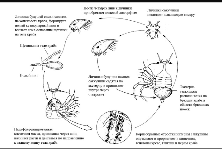 Жизненный цикл Sacculina carcini. Рисунок из статьи J. H. R. Goddard et al., 2005. Host specificity of Sacculina carcini, a potential biological control agent of the introduced European green crab Carcinus maenas in California