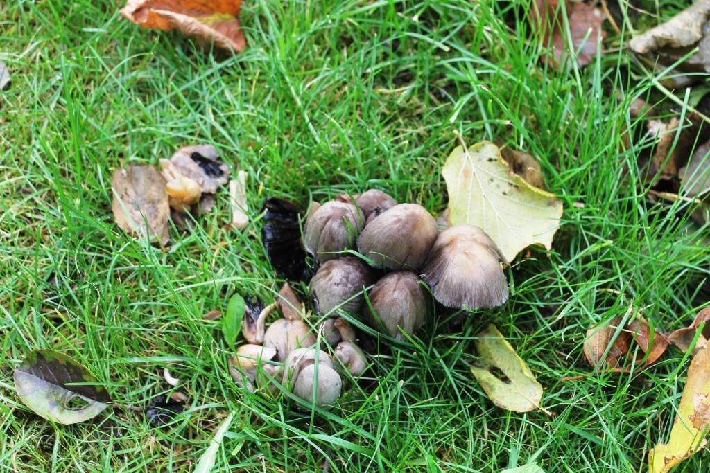 Грибы, которые называются так, как нужно называть некоторых комментаторов