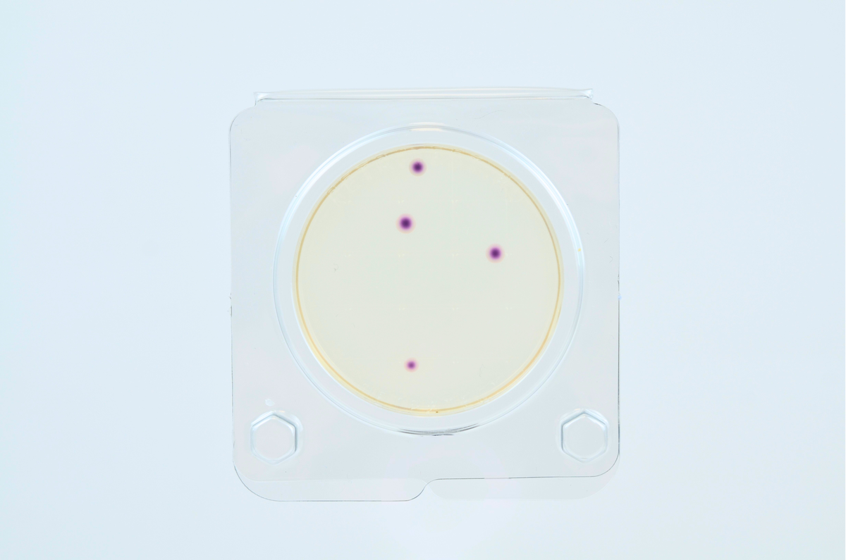 Candida krusei на подложках Петритест