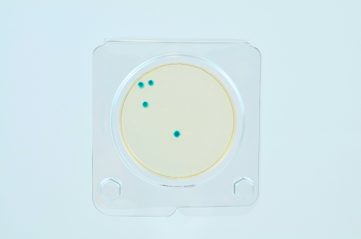 Candida albicans на подложках Петритест