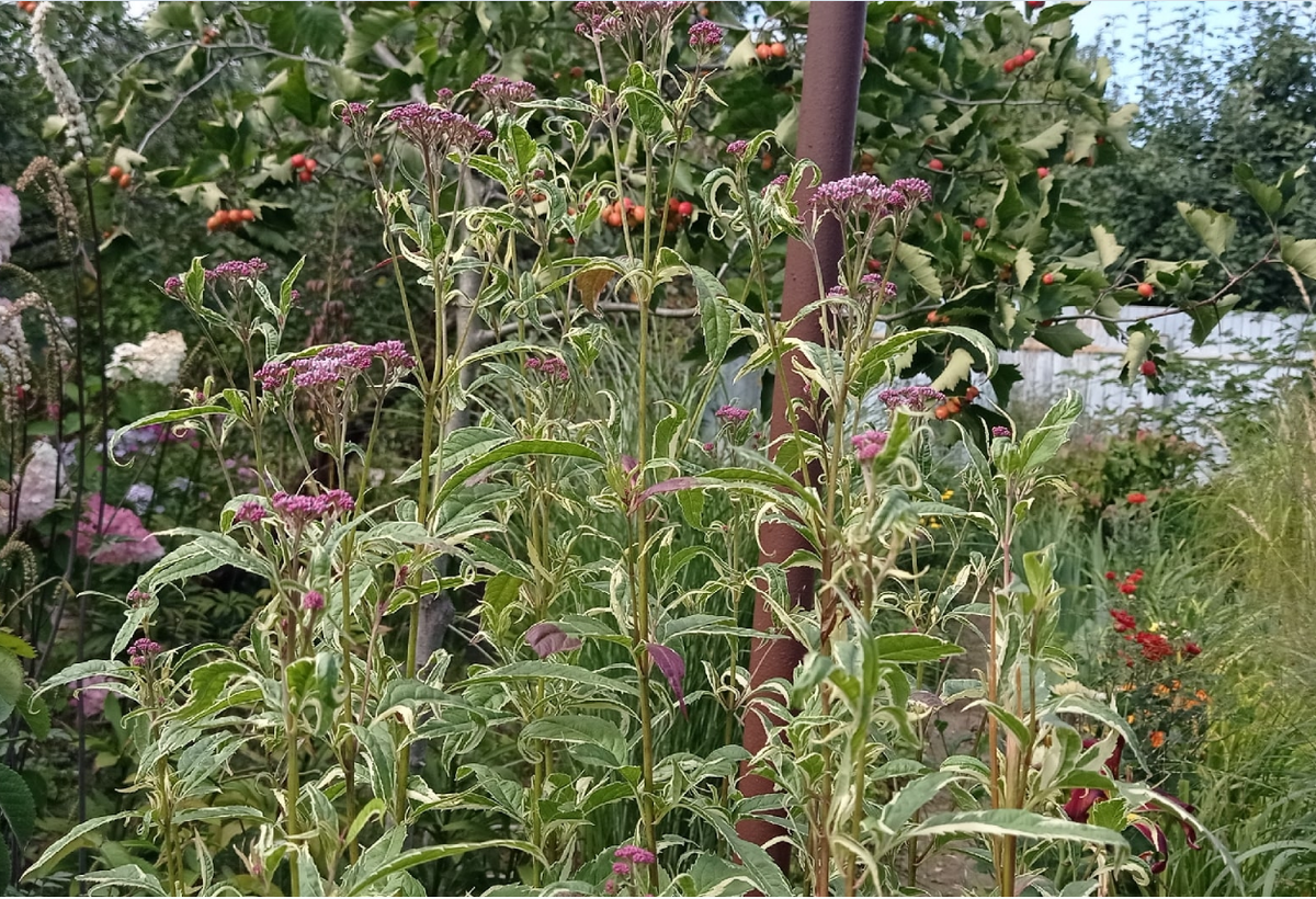 немного интересней, распускается