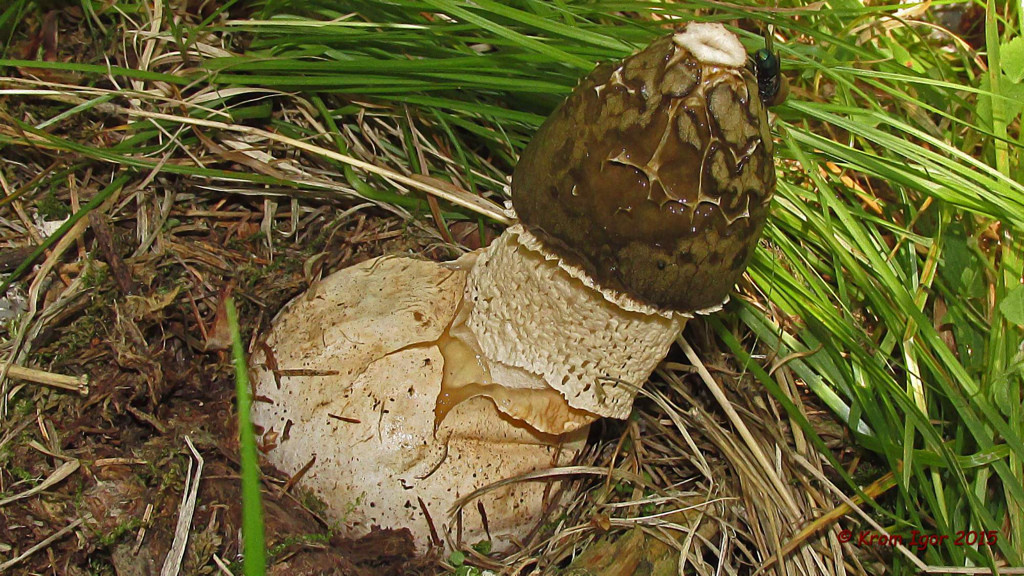 "Одетая" форма обыкновенной весёлки. Но это в Сибири, да и вид тот же - просто внешность немного другая (автор фото Игорь Кром)