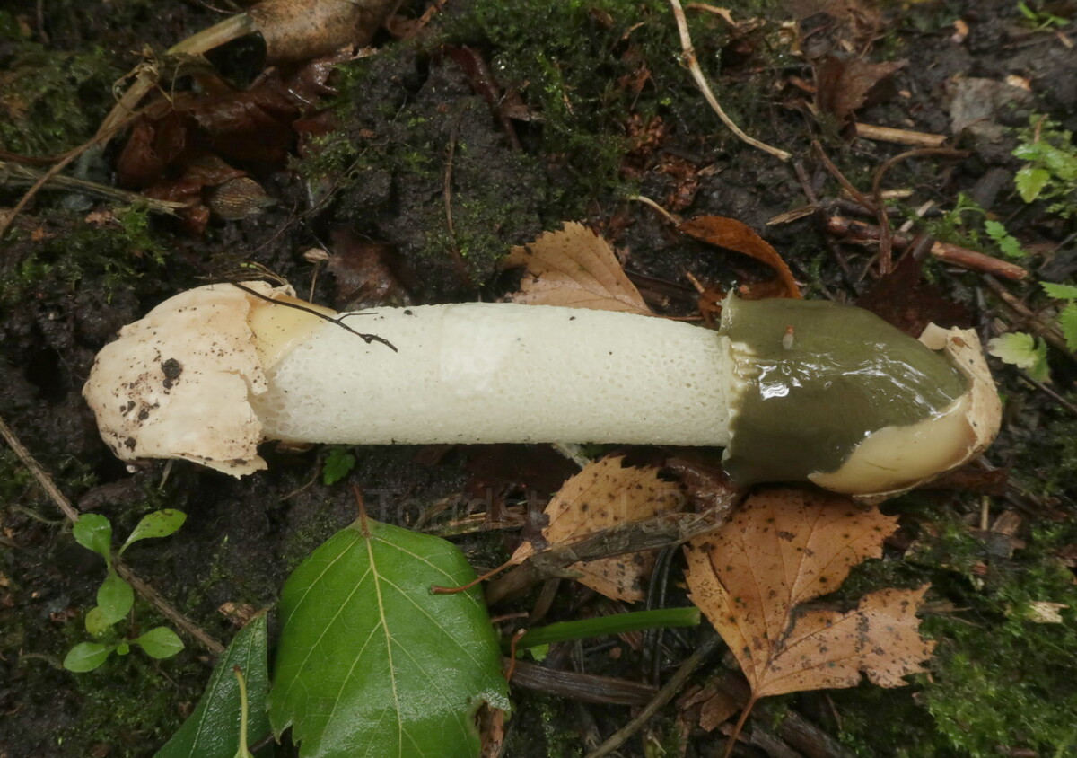 Находку, как обычно, упустил - уже вылупилась и упала. Но видно, что яйцо чуть-чуть не белое (фото И.Лебединского)