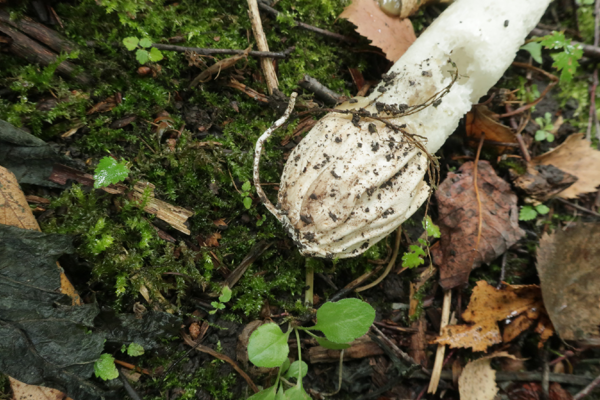 Тут баланс белого слегка уехал - вот это точно было розовое! (фото И.Лебединского)
