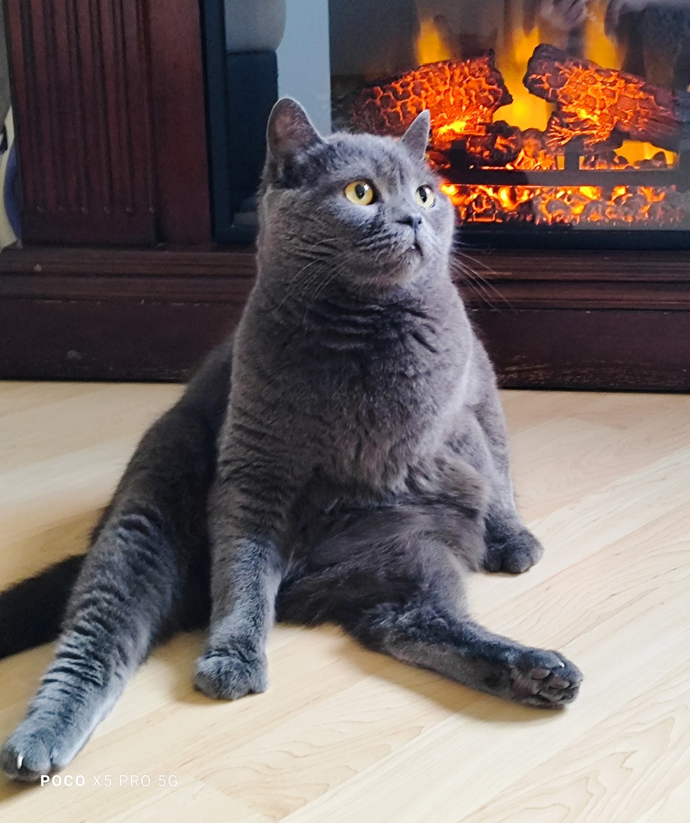 Кот уже в образе, создаëт настроение. 