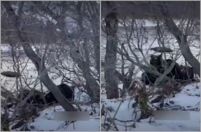    Наглое ограбление: медвежья семья украла улов камчатских рыбаков