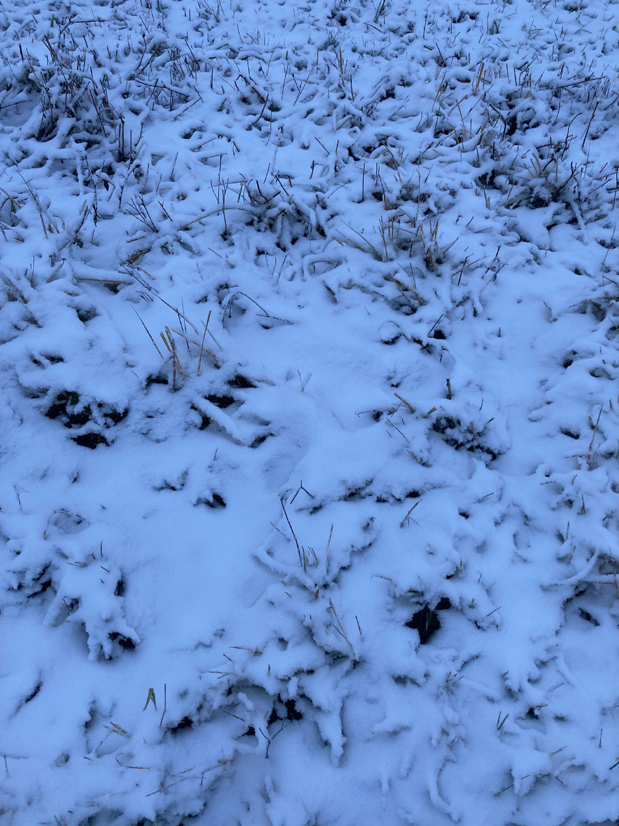 Немножко выпало, даже траку не прикрыло