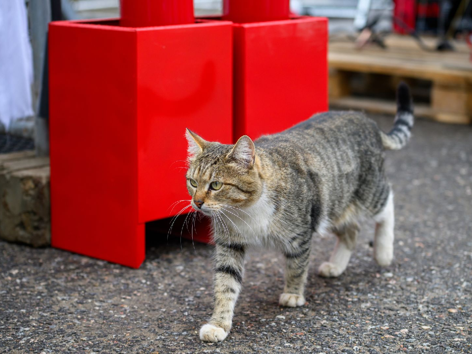    Фото: медиасток.рф