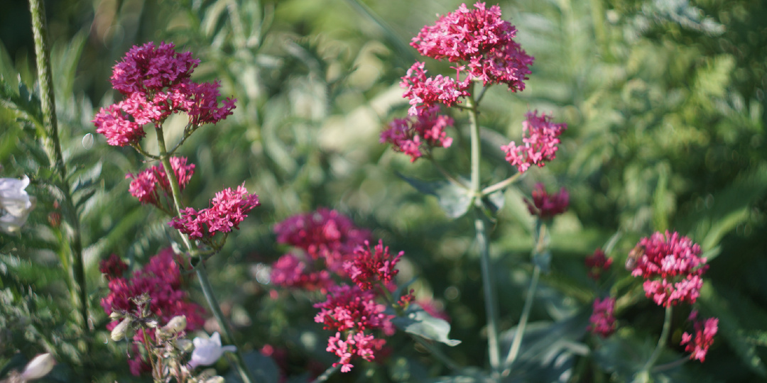 Потрясная красная валериана и причем здесь дырявые носки