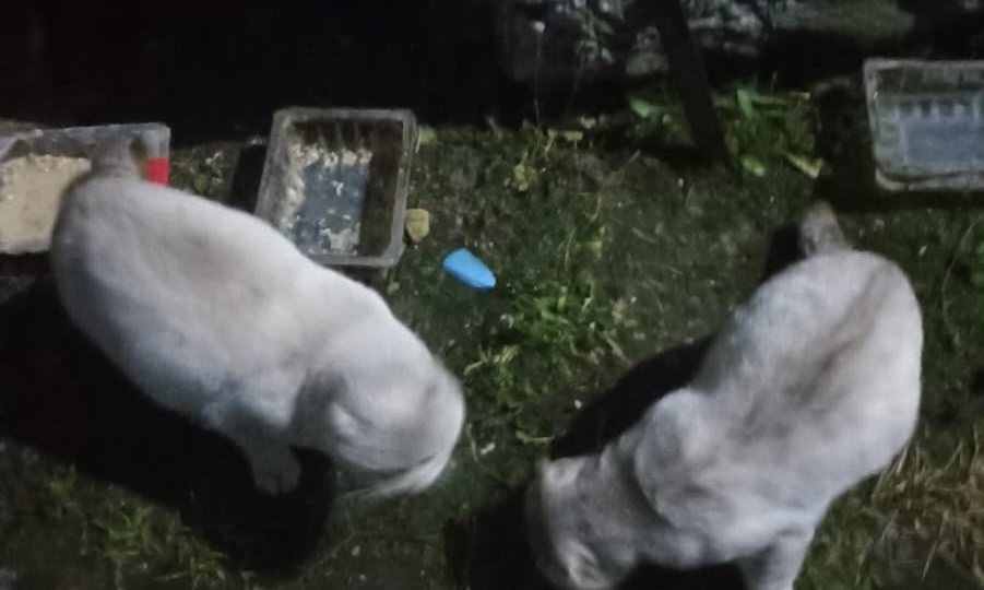 Оставили вислоушек на пустой даче