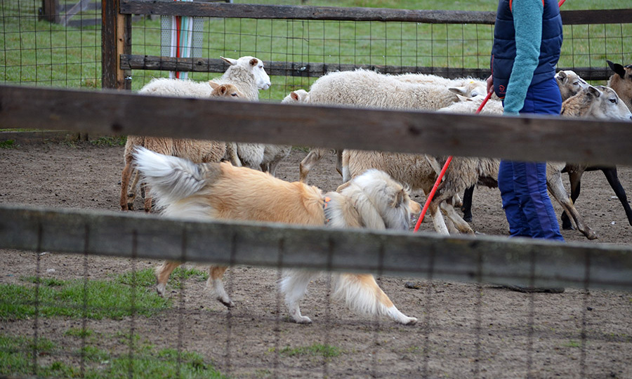 Чем можно заняться с колли? Породные навыки.