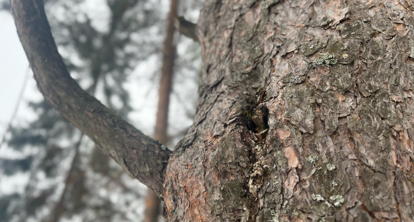    Фотоархив редакции