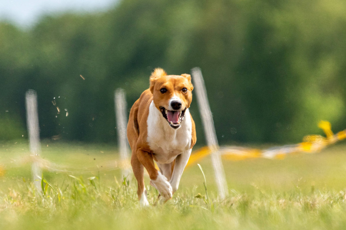     Почему басенджи — единственная порода собак, которая не умеет лаять?