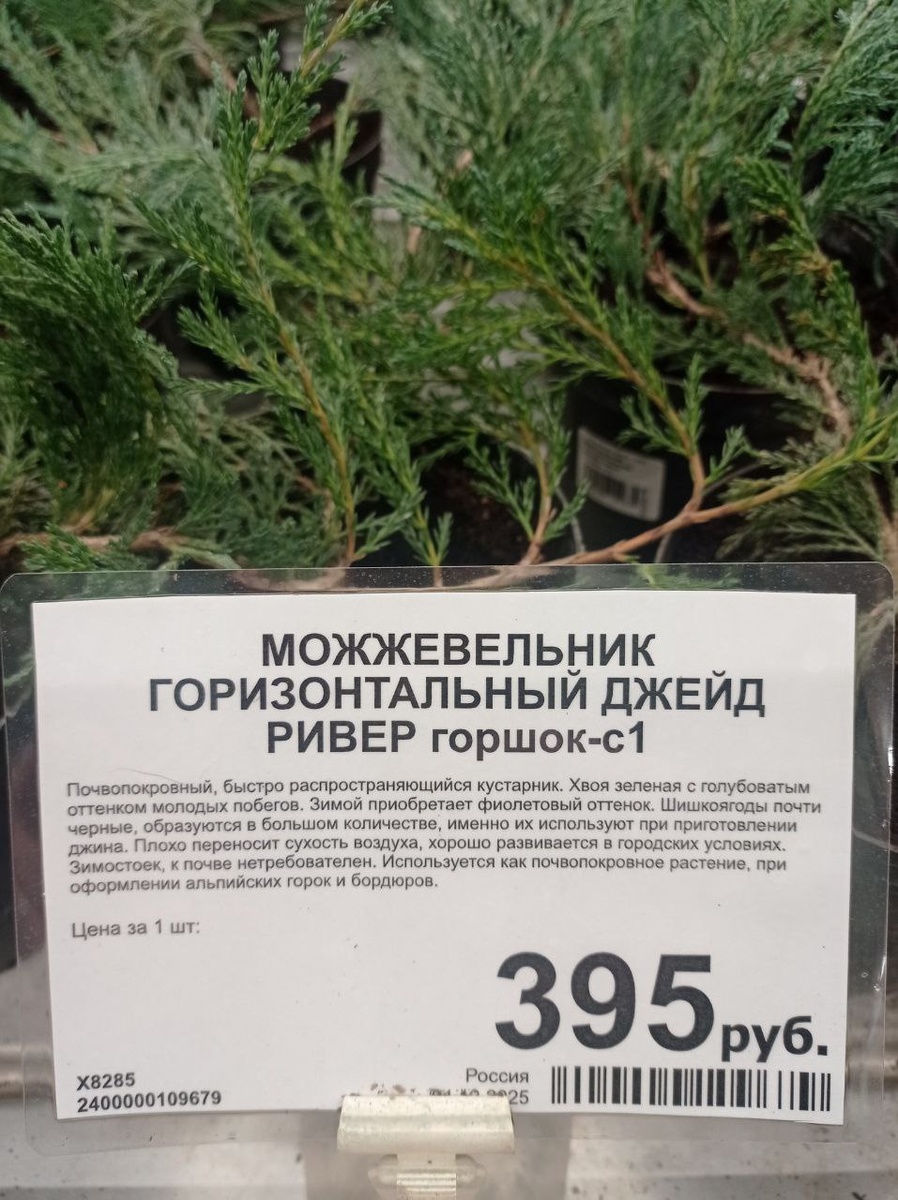 Мы взяли товарища подроже - он был побольше размерами.