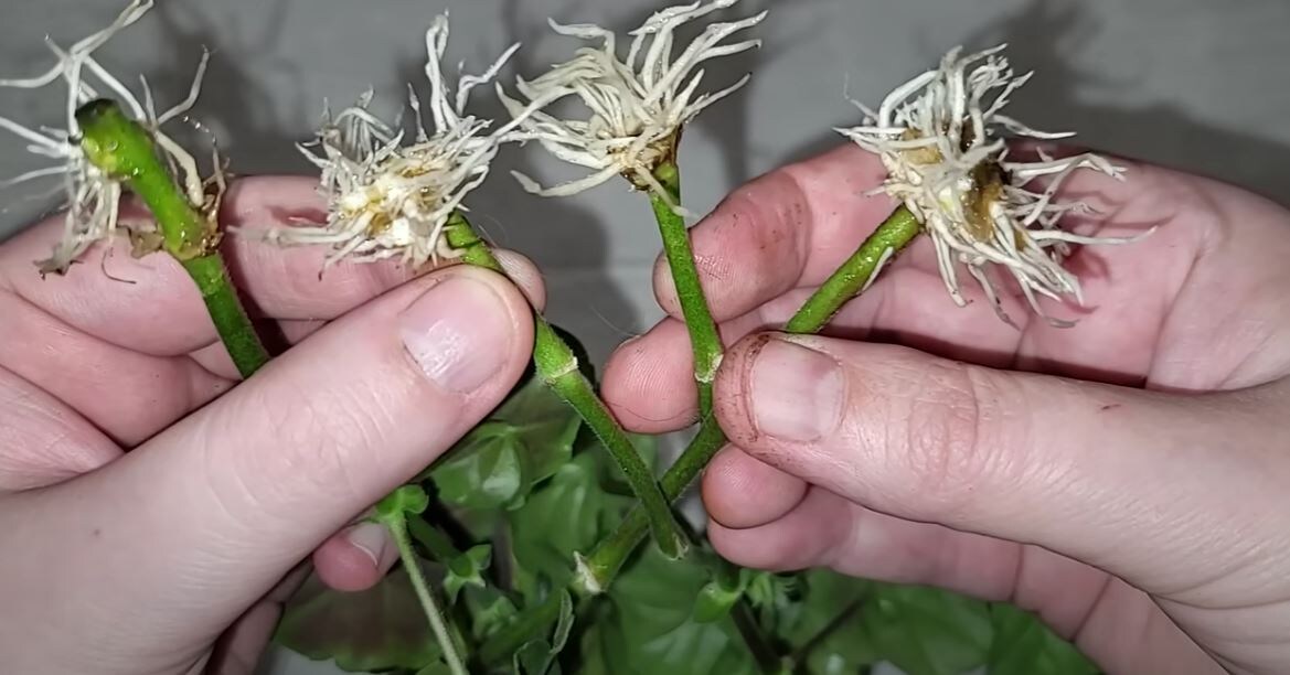 Источник фото: aunzhakov.ru