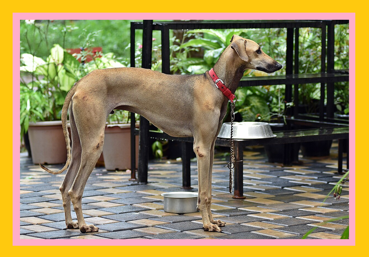 порода собак чиппипарай