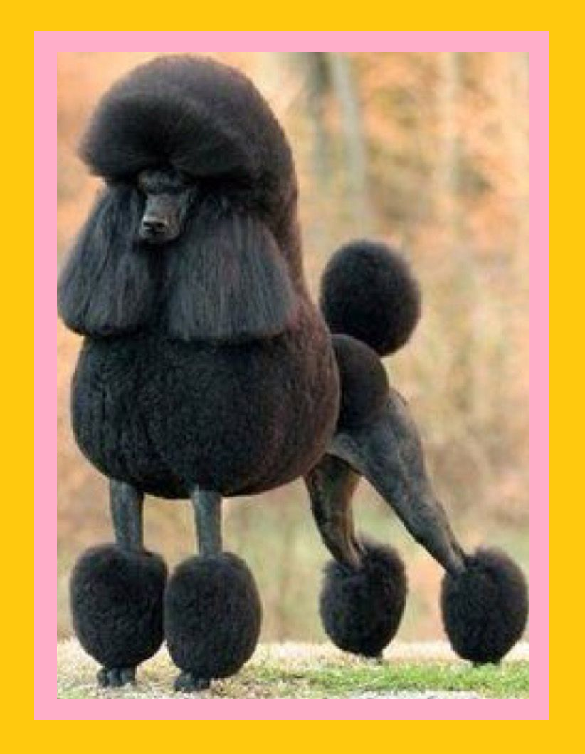 порода собак пудель