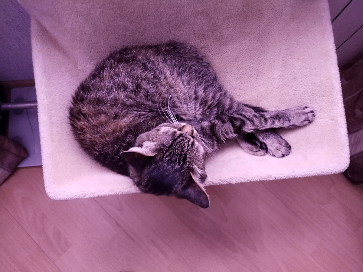 Хорошо кошке - лежи, сколько влезет, а все только умиляются.