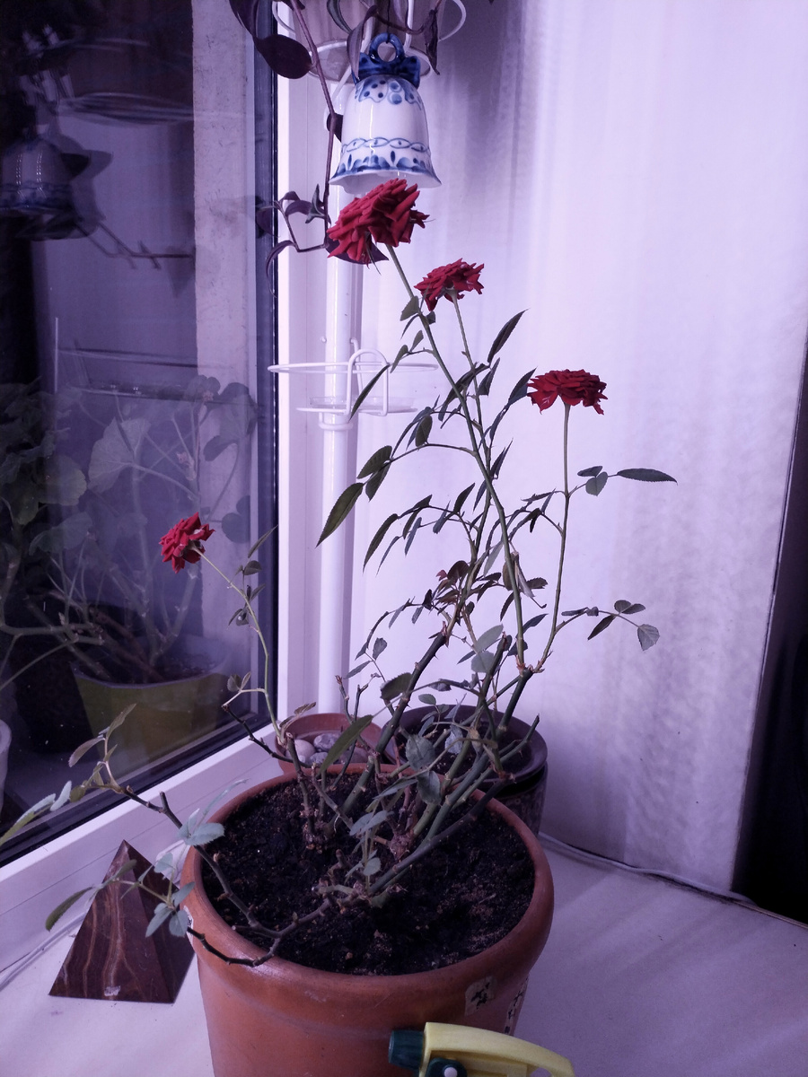 Выше - цветочек шерстяной, а это цветочек красненький! 😊