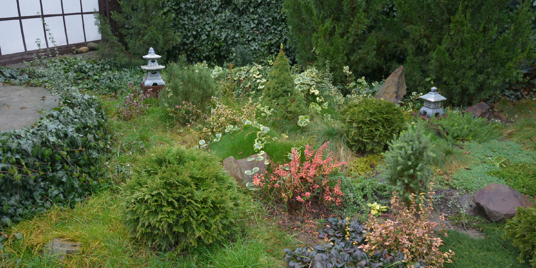 Мой сад в декабре совсем зелёный, почти как летом