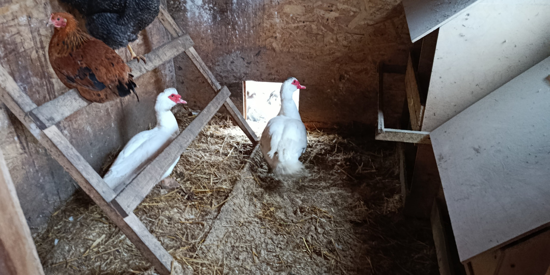 Подстилка в курятнике - какая лучше.