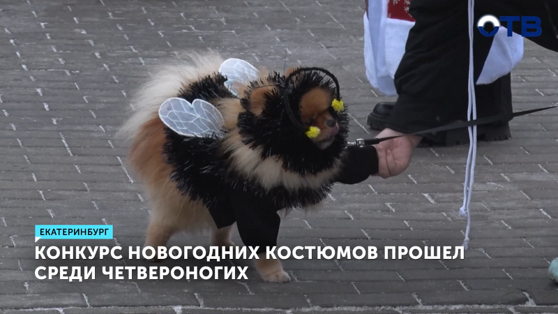    В Екатеринбурге выбрали самых стильных домашних животных в новогодних костюмах