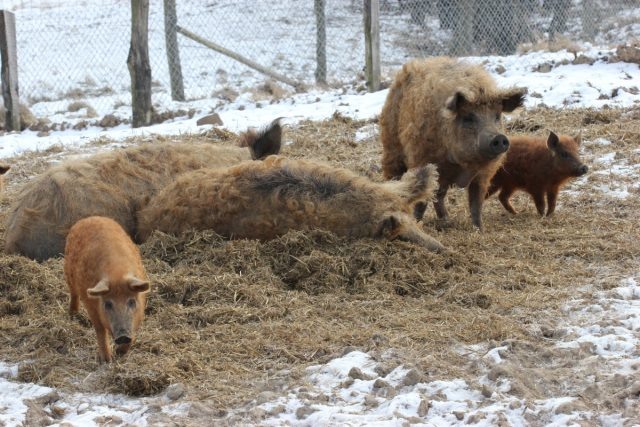 А вот в регионах с морозными зимами даже самые холодоустойчивые породы не смогут выжить вне утеплённого помещения. © thepigsite  📷
