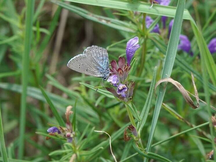     Фото: соцсети Приокско-Террасного заповедника