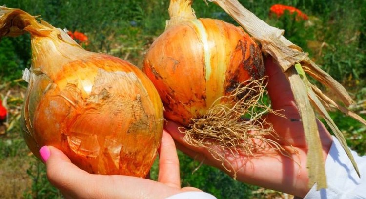    Фото: Минсельхозпрод Республики Дагестан