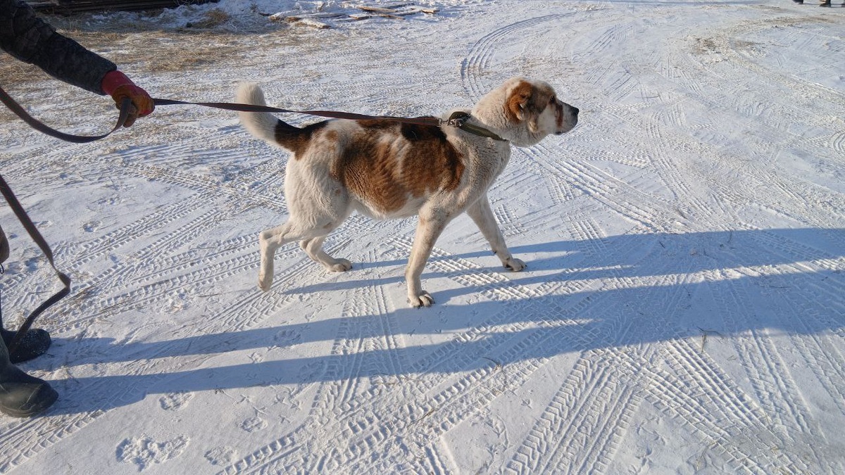 Алабай Артек, на фото видно как вздулся у него живот. Сейчас ему поставлен диагнох и пёсик получает лечение. Очень надеемся, что получится ему помочь!