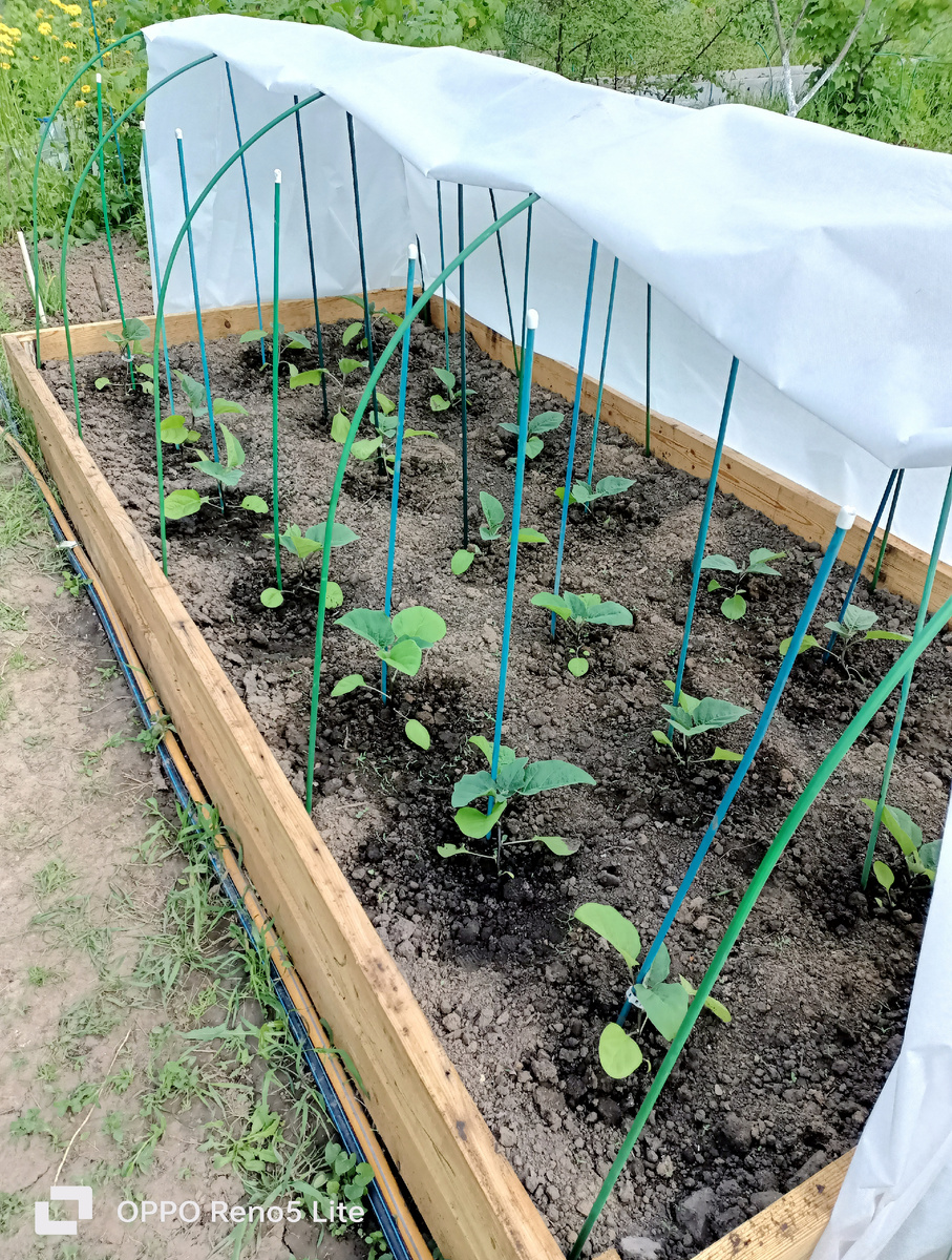 24.05, при высадке 6-8 листов