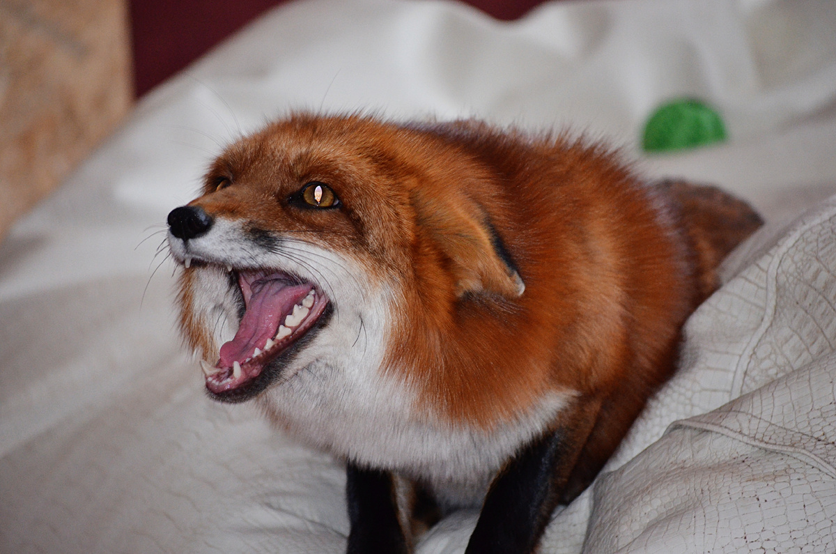 Так выглядит лиса, которая злится и готова укусить человека
