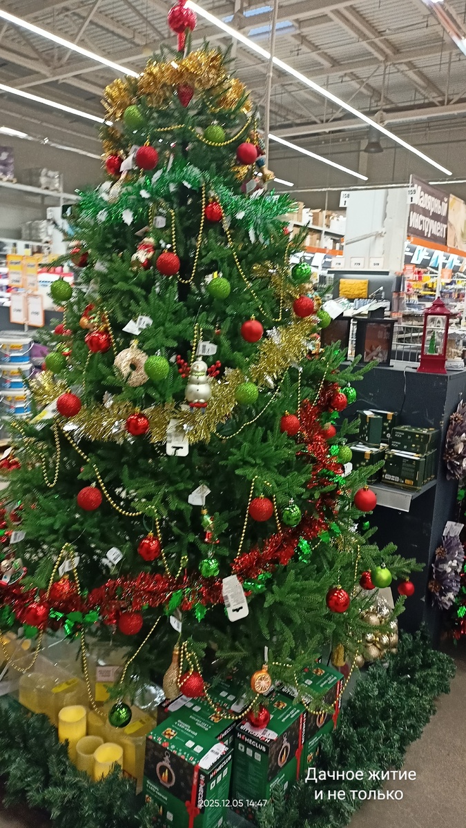 Ёлки в новогоднем убранстве. Фото автора