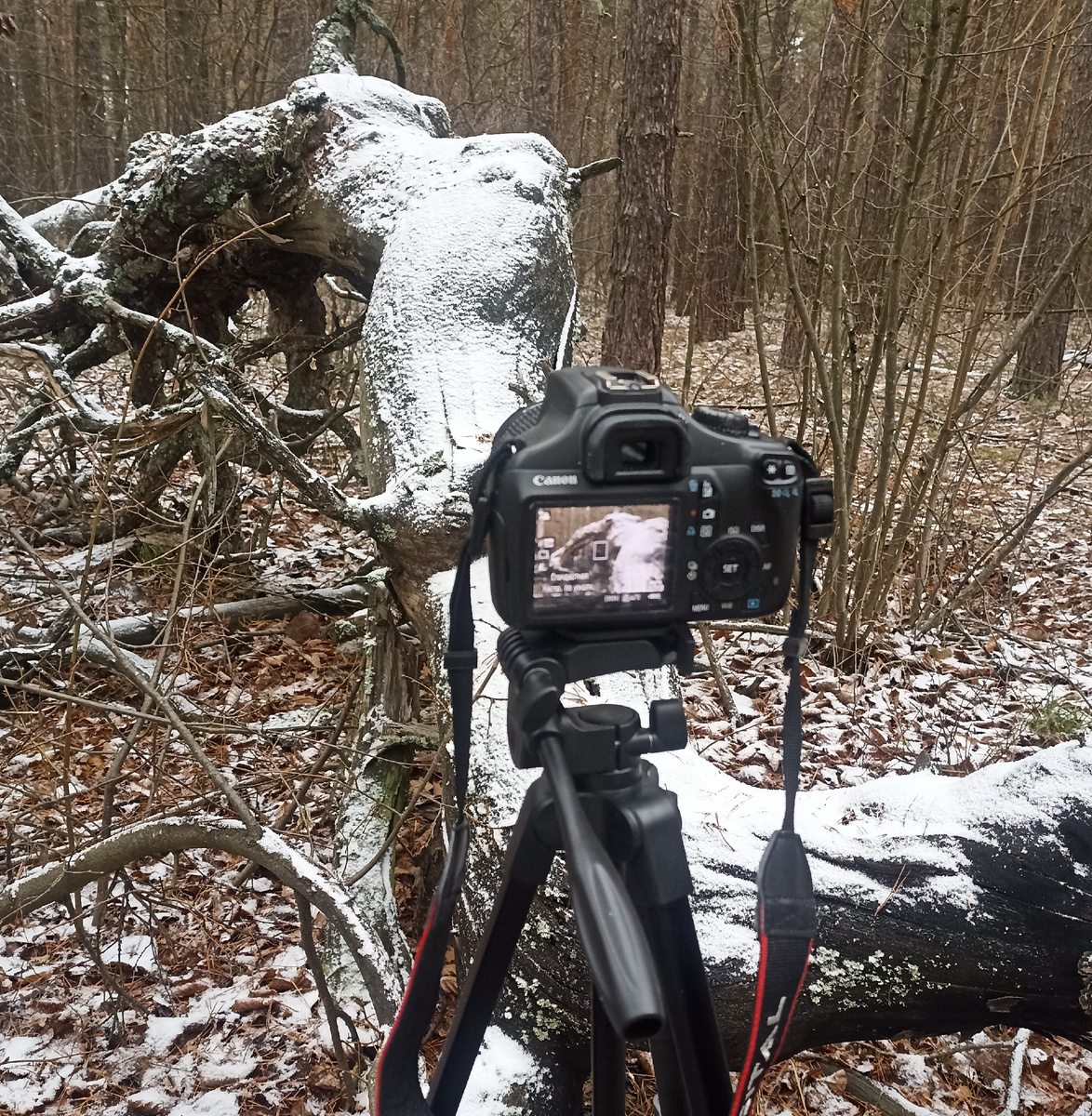 Фото сделанное мной.