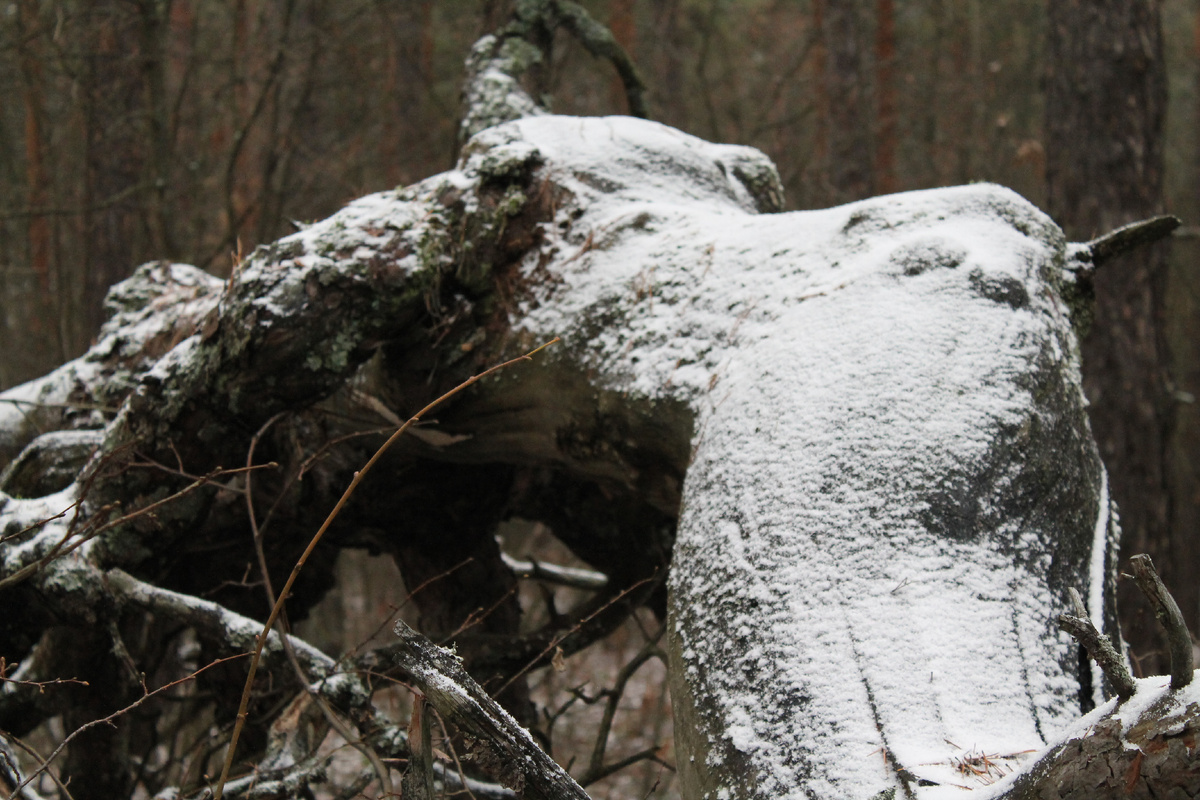 Фото сделанное мной.