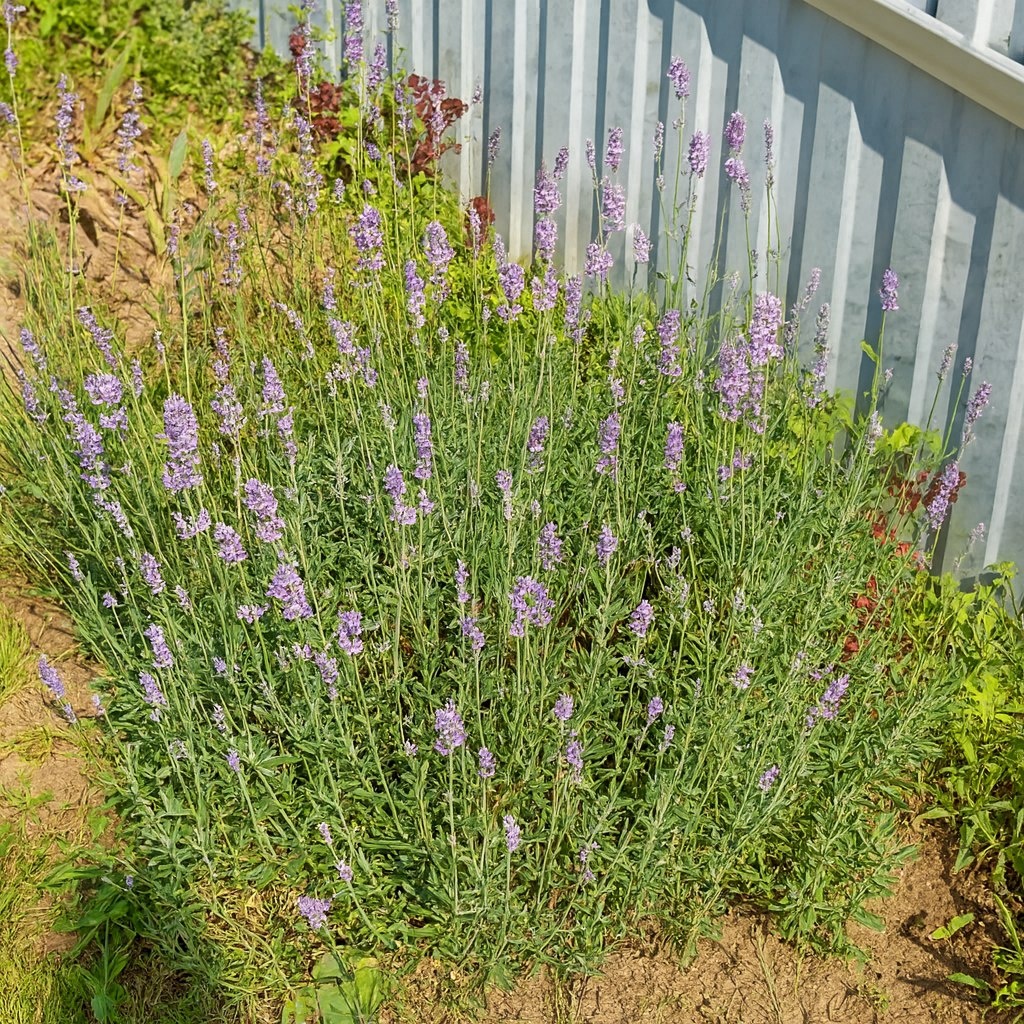 Мой кустик лаванды. Растет уже 4 года и каждый год радует своей красотой!