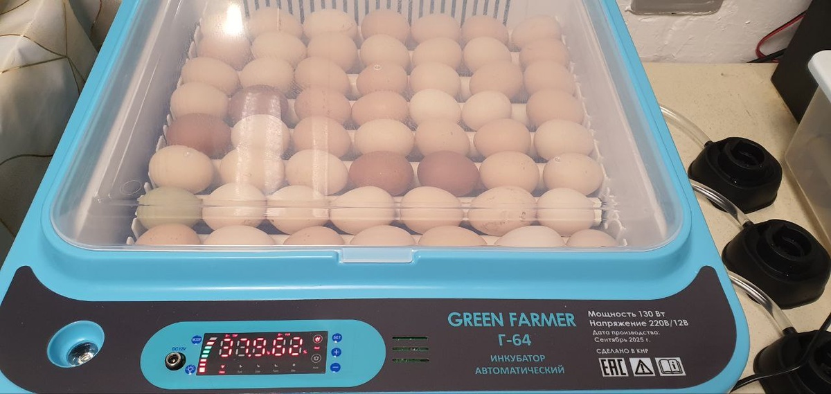 Забегаю не много вперёд и показываю уже запущенный инкубатор, заложила 54 яйца 9 декабря