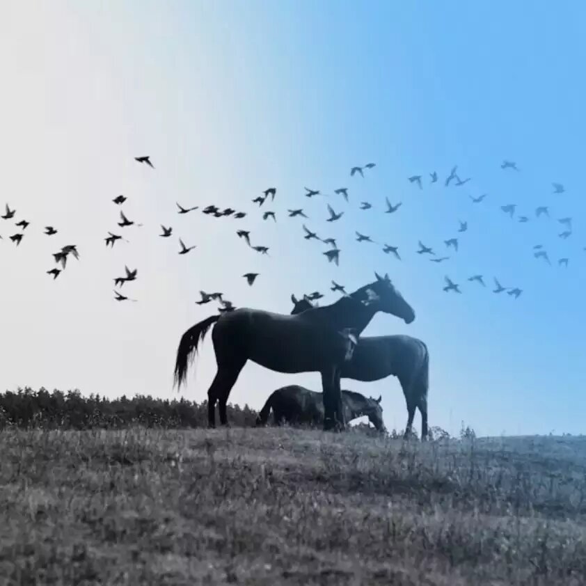    Обложка истории