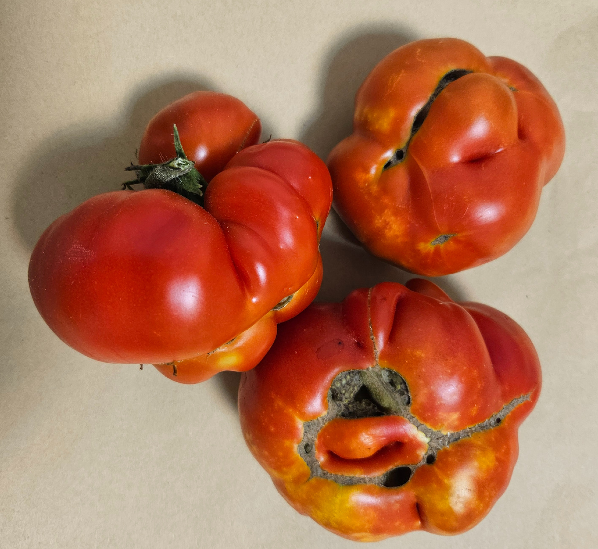 Сорт "Планета"