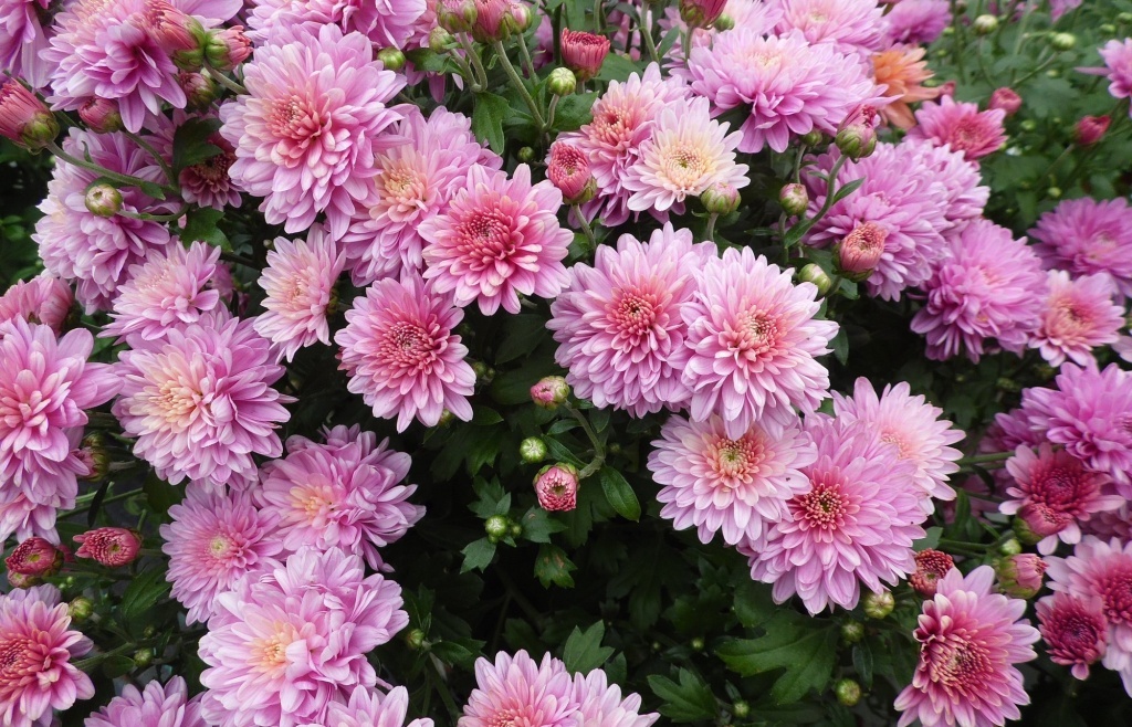  Хризантема Branjoy