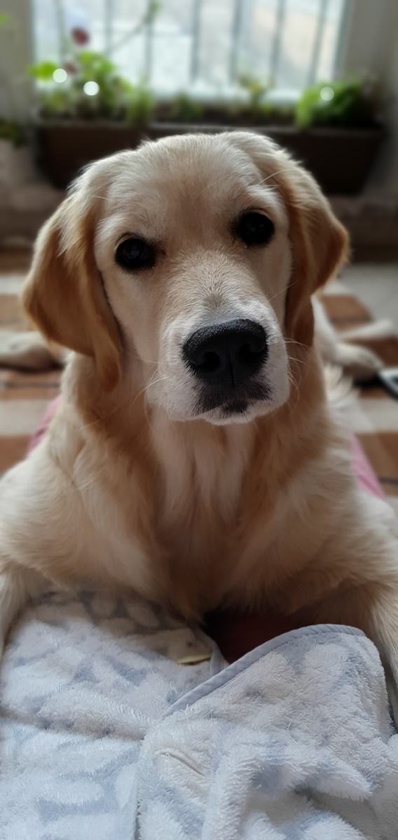 Зимой мыть собаку сложнее