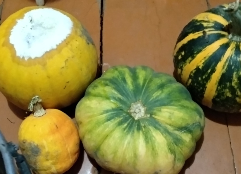  Тыквы гниют