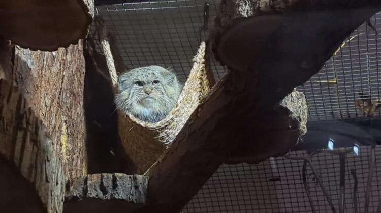 Фото: Манул Шу / Ленинградский зоопарк