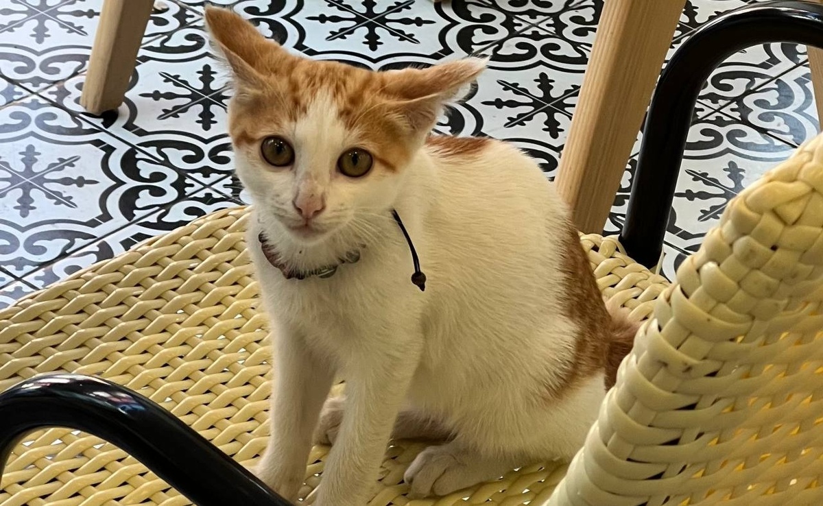 Фото: Neva.Today/Дарья Вовк