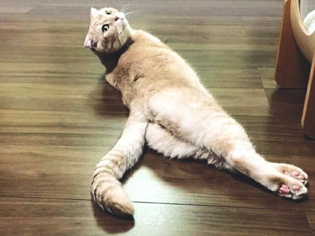 Почему кошка не подходит к человеку, когда он зовет ее "кис-кис"